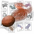 Metal Containing Microbes Could be the Key to Next Generation Biofuels