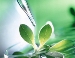 Research by Energy Biosciences Institute Suggests Exclusive Biofuel Plants for Fuel Production