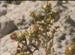 Salt Lake City to Use Barren Lands to Produce Bio-Diesel Crops