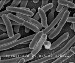 Using E- coli for Biodiesel Production