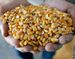 Biofuel Production to be Boosted by U.S. Government