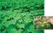 Spotlight on Jatropha Seeds as a Biofuel Generator in Thailand