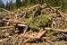 Evonik to Construct Proposed Biomass CHP Plant in Kent