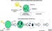 Joule Details Direct Photosynthesis Process in New Article