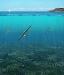 Minesto to Conduct Trials on Deep Green Technology