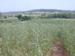 Study Presents Sufficient Production of Biomass using Energy Crops
