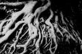 Deep Rooted Crops Brings Down Carbon Emission Levels