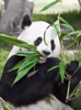 Panda Poop for Effective Biofuel Production