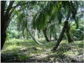 Greenhouse Gas Emissions from Biofuels Costing the Earth