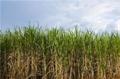 One-Fifth of Global Energy Can be Met by Using Biomass