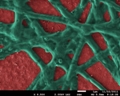 Cyanobacteria Improves Sustainable Energy Generation
