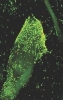 Microorganism Could Support Development of Low-Cost Biofuel Production Process