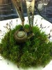 Researchers Implant Biofuel Cell in Snail