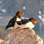 How Are Birds In The Arctic Dealing With Global Warming?