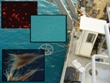 Ocean Enriched With CO2 Will Favor Growth of Cyanobacteria