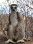 Study Demonstrates Pre-Human Impact on Biodiversity Loss in Northern Madagascar