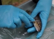 Innovative Ways to Protect Fish from the Impact of Dams and Power Plants