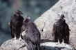 Most Translocations for Conservation of Animals are Inadequately Designed