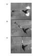 Multiple Factors Influence Hummingbirds’ Selection of Downward-Facing Flowers