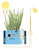 Plant-Microbial Fuel Cell Generates Clean Energy from Marshlands