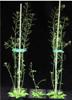 Gene Manipulation Techniques Improve Properties of Biofuel Feedstocks