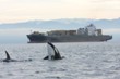 Researchers Study Best Ways of Processing Underwater Noise Data That Impact Marine Wildlife