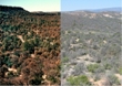 Plant, Animal Species Shift Geographic Ranges Due to Climate Change