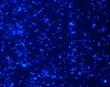 Researchers Figure Out Genetic Information of Microbes in Biogas Plants
