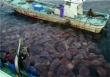 Global Jellyfish Populations Undergo Concurrent Fluctuations