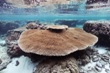 Some Tough Corals Withstand Climate Change