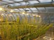 Willow Trees Can Yield More Biofuel if Grown Diagonally