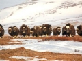 Wildlife Conservation Society Launches New Study of Musk Ox