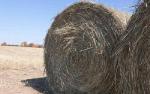 Cellulosic Biomass for Ethanol Can be Used to Grow Lands Unsuited for Food Crops