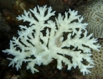 Researchers Study How Gulf Corals Survive High Seawater Temperatures