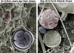 Microscopic Ocean Algae Provide Clues about Impact of Climate Change