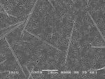 Nitrogen from Natural Sources, Pollution Fuels Toxic Algae Growth