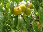 Study of Peach Genome May Help Improve Plant Biomass Yield for Biofuels