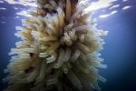Marine Animal Tunicate Holds Potential as a Renewable Source of Biofuel