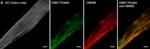 Novel Way to Improve Collective Catalytic Activity of Enzyme Cocktails to Boost Yields of Sugars for Making Fuels