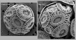Increase in Absorption of CO2 Emissions by Oceans Causes Marine Algae to Become Bigger