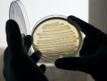 Bacteria Produces Diesel Fuel That Does Not Require Blending with Petroleum Products