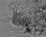 Key Biofuel Enzymes Discovered in Intestinal Tracts of Horses