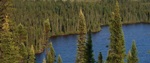Boreal Ecosystems will be Pushed North due to Climate Change