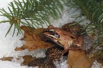 Diminishing Snow Cover Risks Plants and Animals Taking Refuge in the Subnivium
