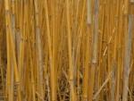 Three Conditions to Meet Before Realizing Biofuel Sustainability Standards