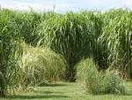 Environmentally Friendly Way of Pretreating Miscanthus for Biofuel Production