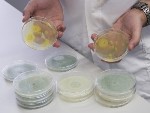 Cost Effective Production of Biofuels from Fungi