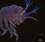 Wood-Eating Gribble’s Enzyme May Help Develop Sustainable Biofuels