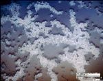 Researchers Work on Biodegradable Microbeads to Address the Microplastic Problem