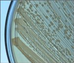 Researchers Engineer Bacteria to Produce Gasoline-Like Biofuel